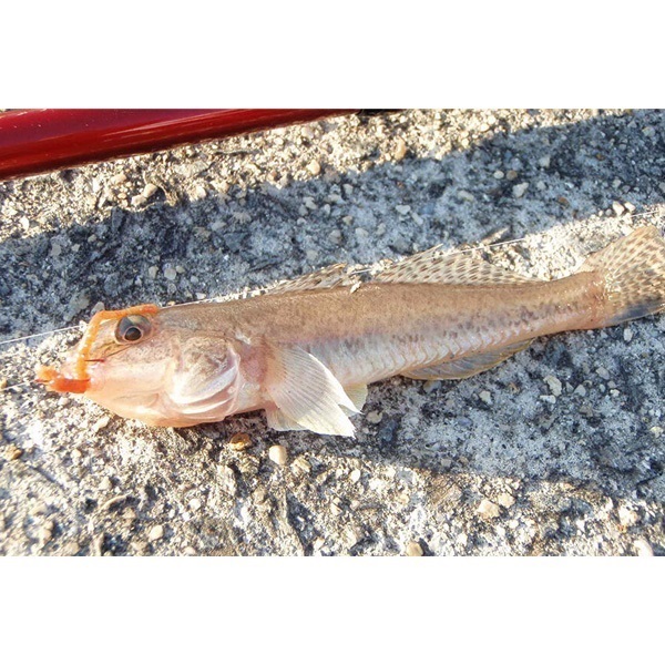 ガルプ！ソルトウォーターイソメ　太身　4インチ